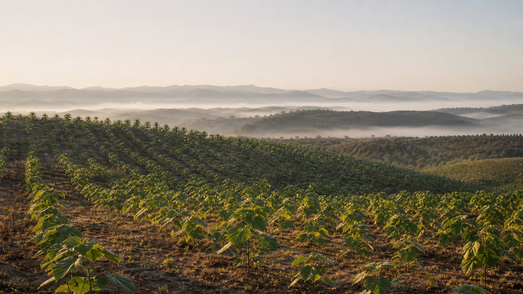 Paulownia plantation Portugal morning light