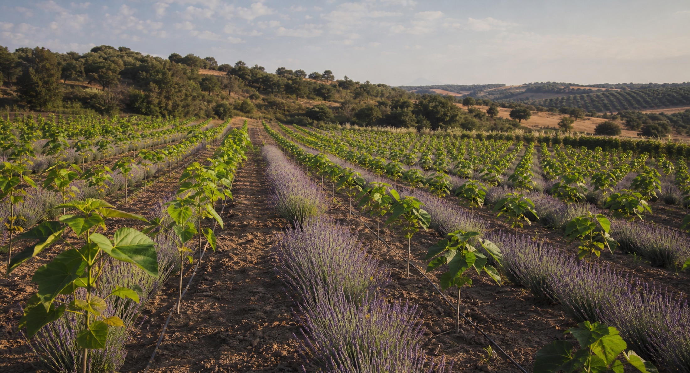 Visualisierung einer Paulownia- und Lavendel-Agroforstfläche in Portugal